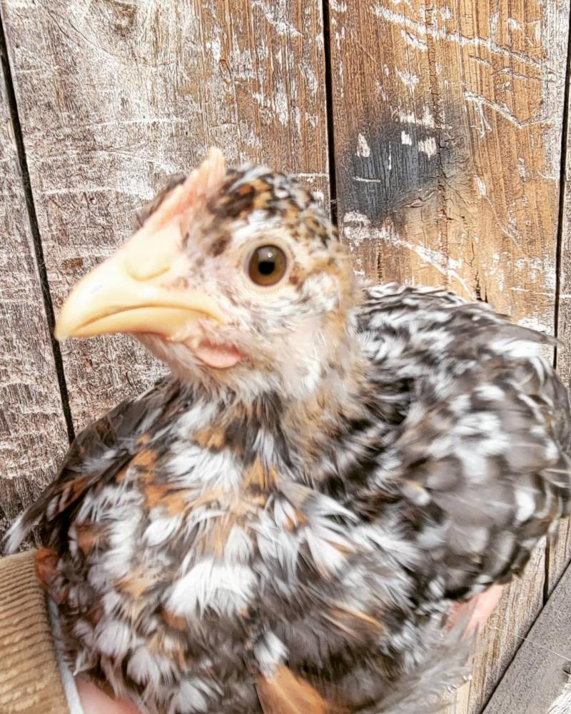55 Flowery Hen Chicks - Image 3