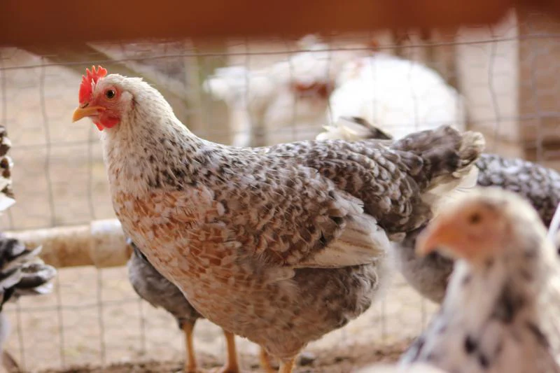 55 Flowery Hen Chicks - Image 6