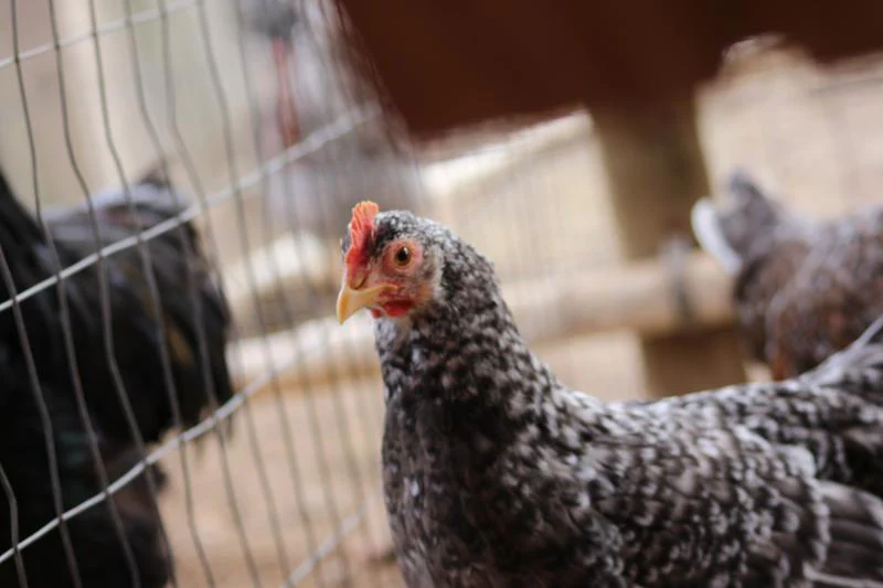 55 Flowery Hen Fertile Hatching Eggs - Image 4