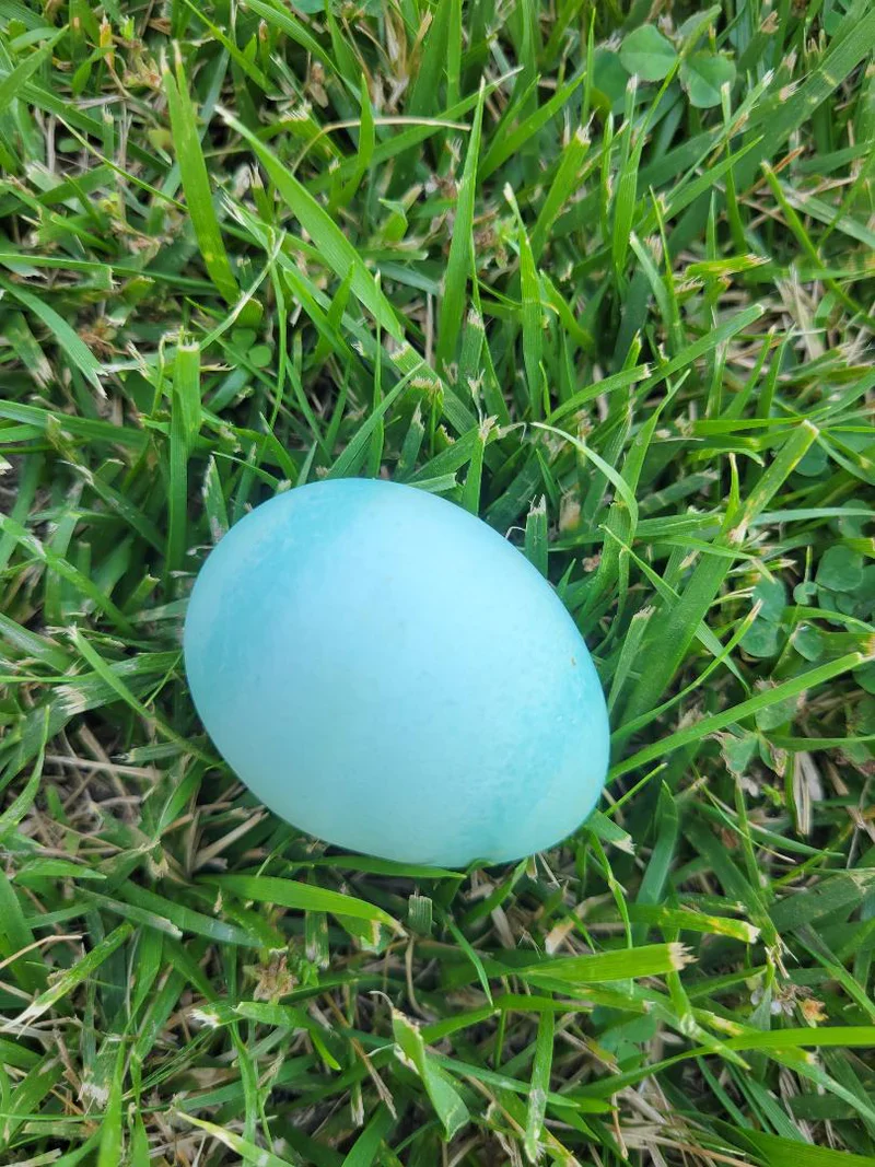 Ameraucana Blue Egg layer Started Young Pullet Hen - Image 10