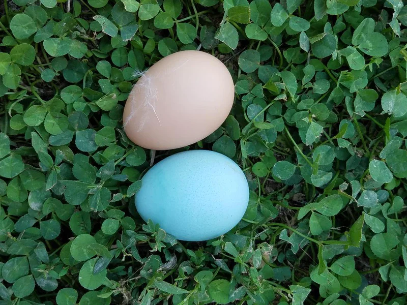 Ameraucana Blue Egg layer Started Young Pullet Hen - Image 11