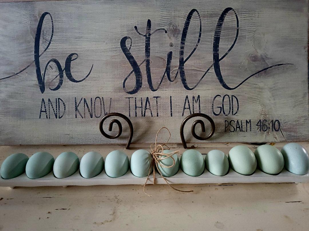 Ameraucana Blue Egg layer Started Young Pullet Hen - Image 5