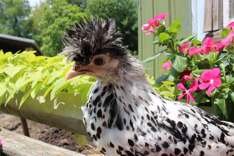 Appenzeller Silver Spitzhauben Chicks - Image 3
