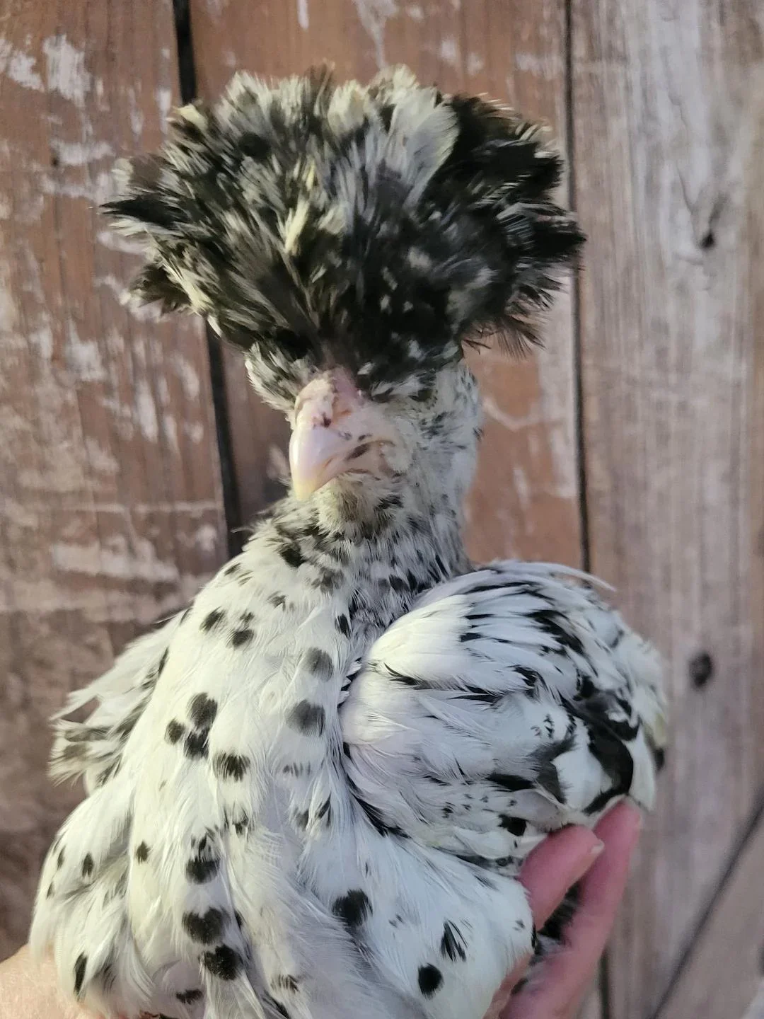 Appenzeller Silver Spitzhauben Chicks - Image 4