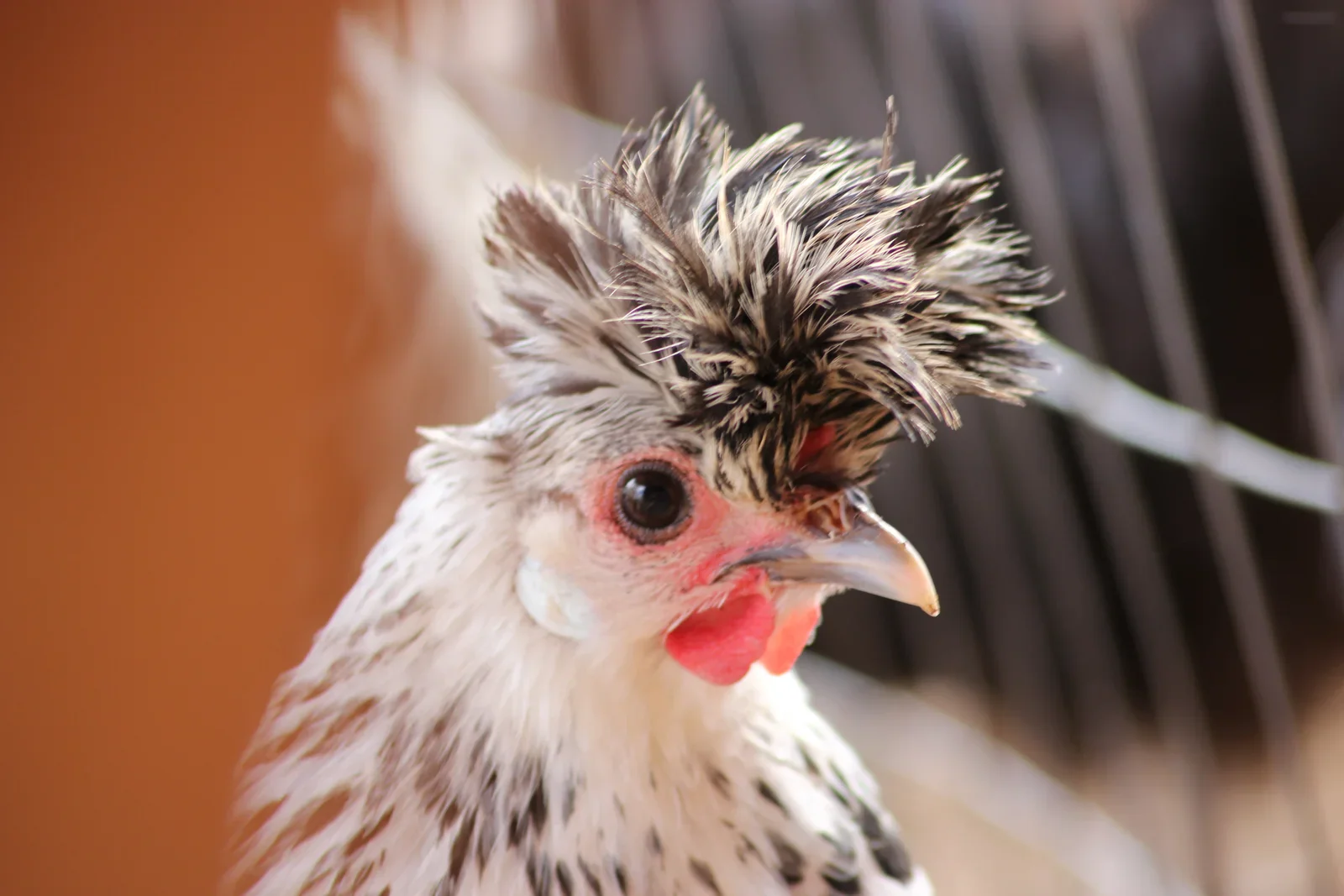 Appenzeller Silver Spitzhauben Chicks - Image 5
