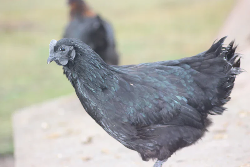 Ayam Cemani / Black Chicken Fertile Hatching Eggs - Image 5