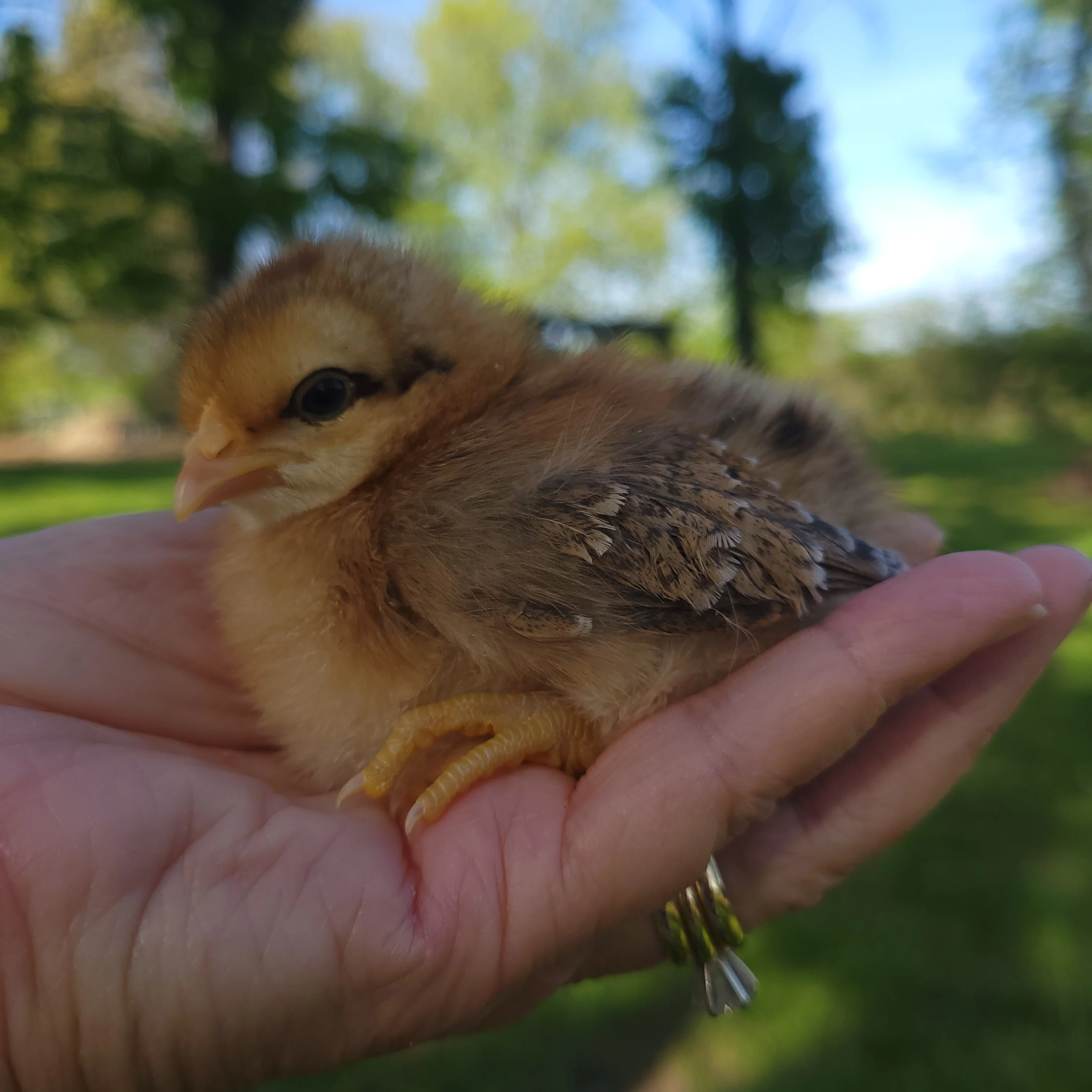 Bielefelder Day Old Chicks