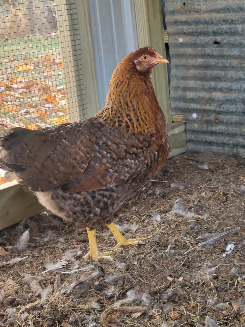 Bielefelder Pullets Chicken Hens Over 8 to 9 Weeks Old Ready Now - Image 4