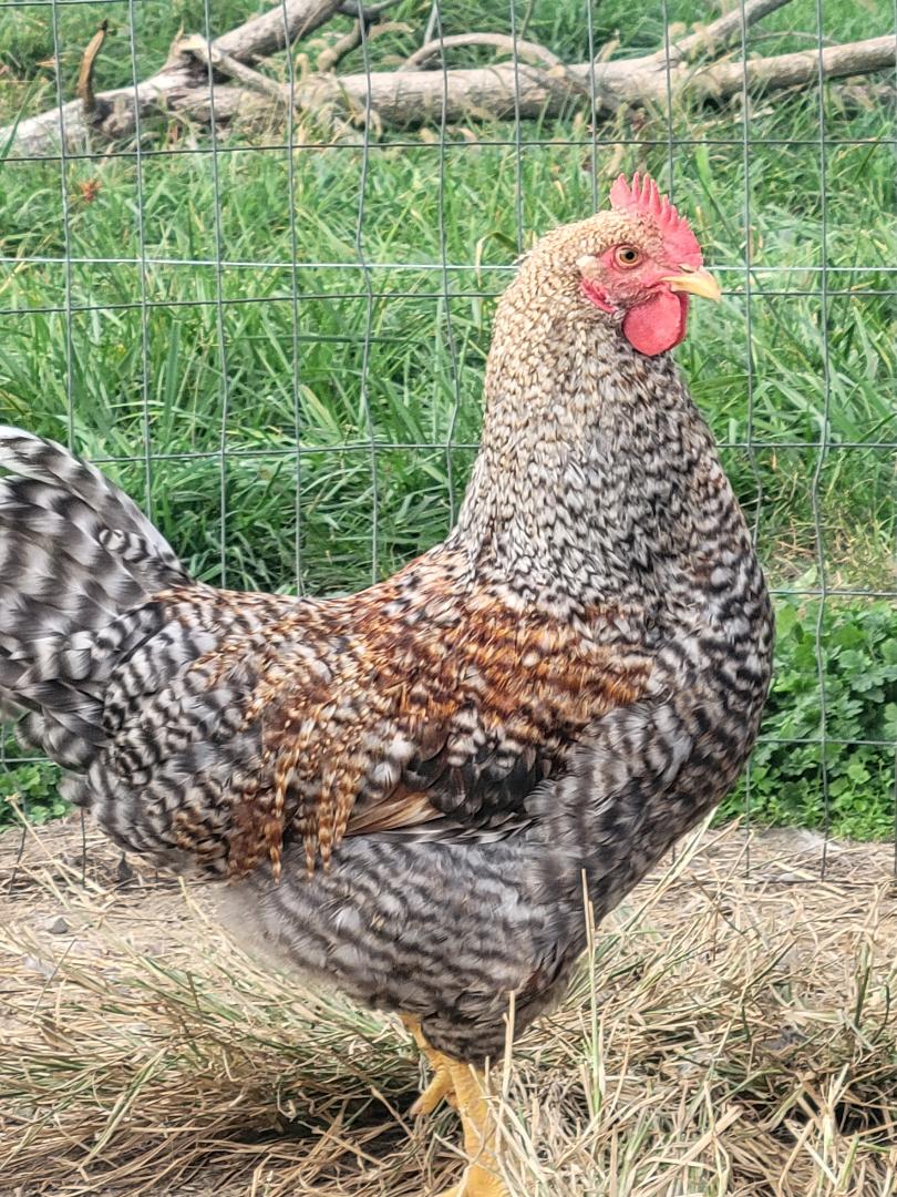 Bielefelder Pullets Chicken Hens Over 8 to 9 Weeks Old Ready Now - Image 5