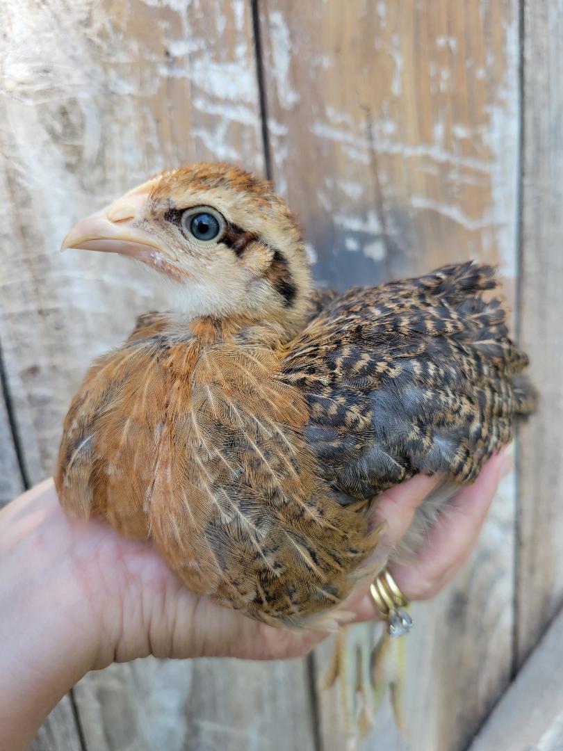 Bielefelder Pullets Chicken Hens Over 8 to 9 Weeks Old Ready Now - Image 6