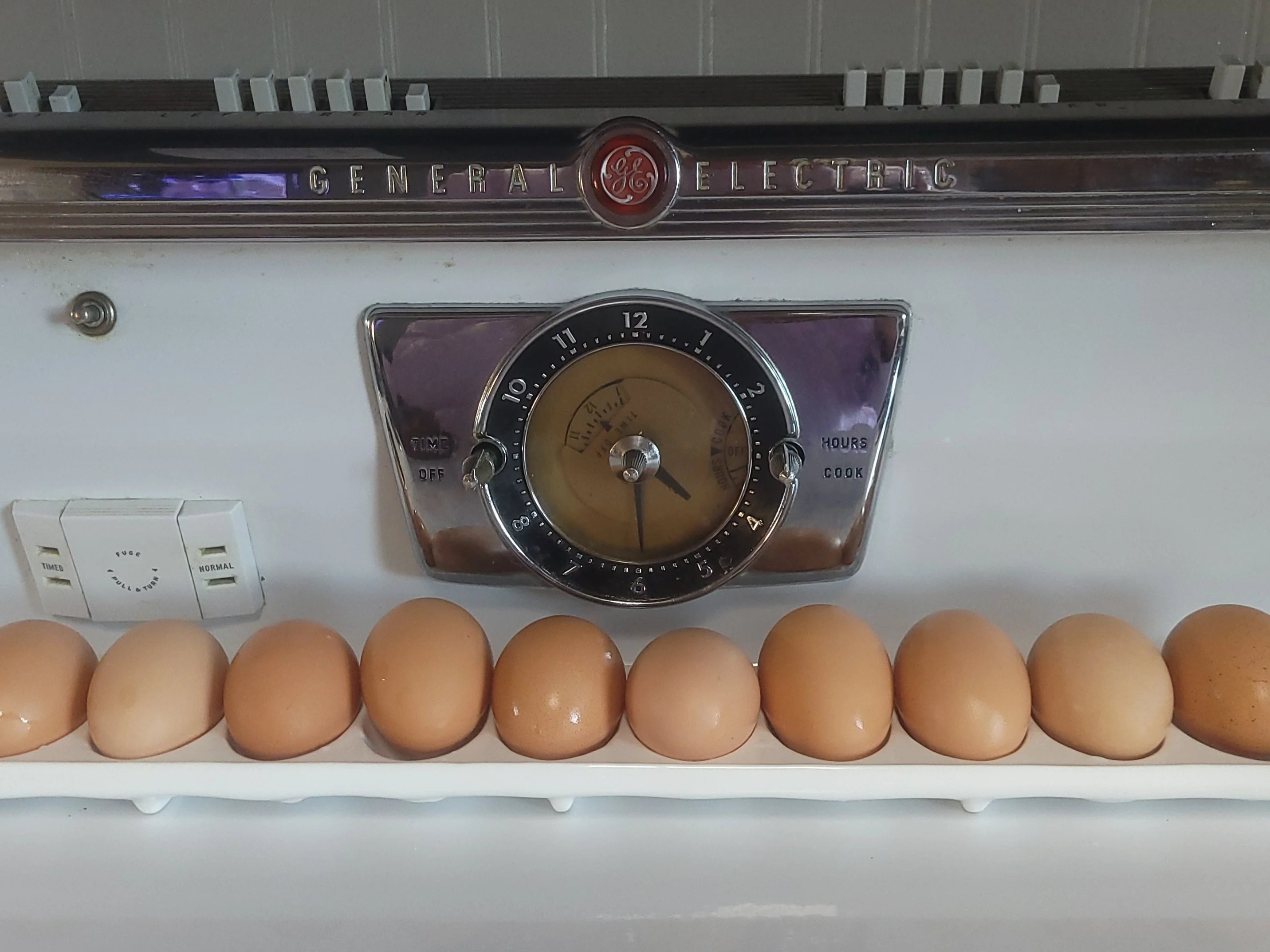 Bielefelder Pullets Chicken Hens Over 8 to 9 Weeks Old Ready Now - Image 7