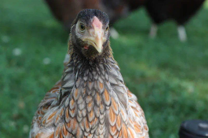 Blue Laced Red Wyandotte Chicks - Image 10