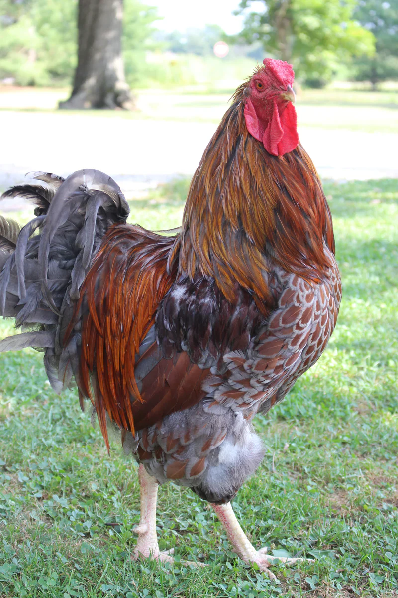 Blue Laced Red Wyandotte Chicks - Image 11