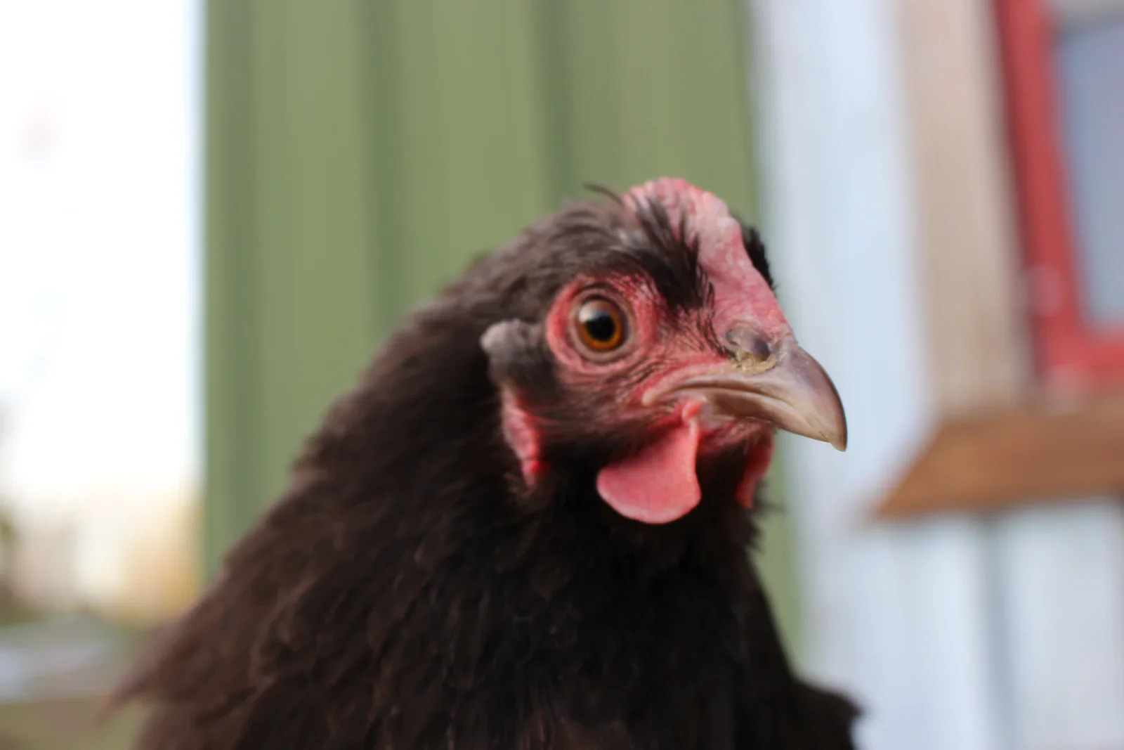 Chocolate Orpington Bantam Chicks - Image 4