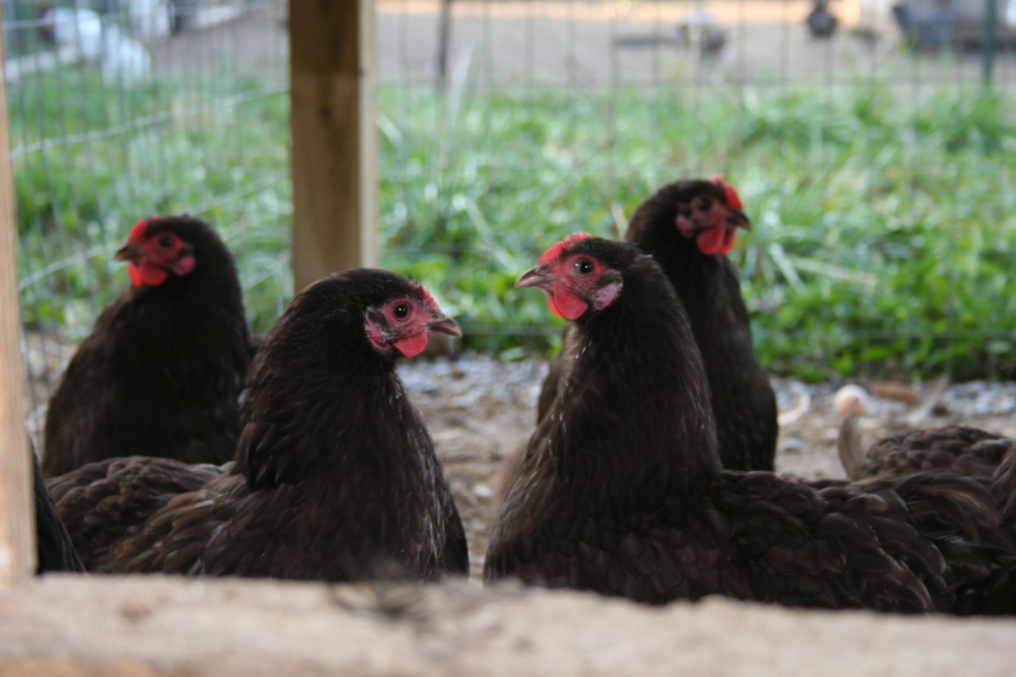 Chocolate Orpington Bantam Chicks - Image 6