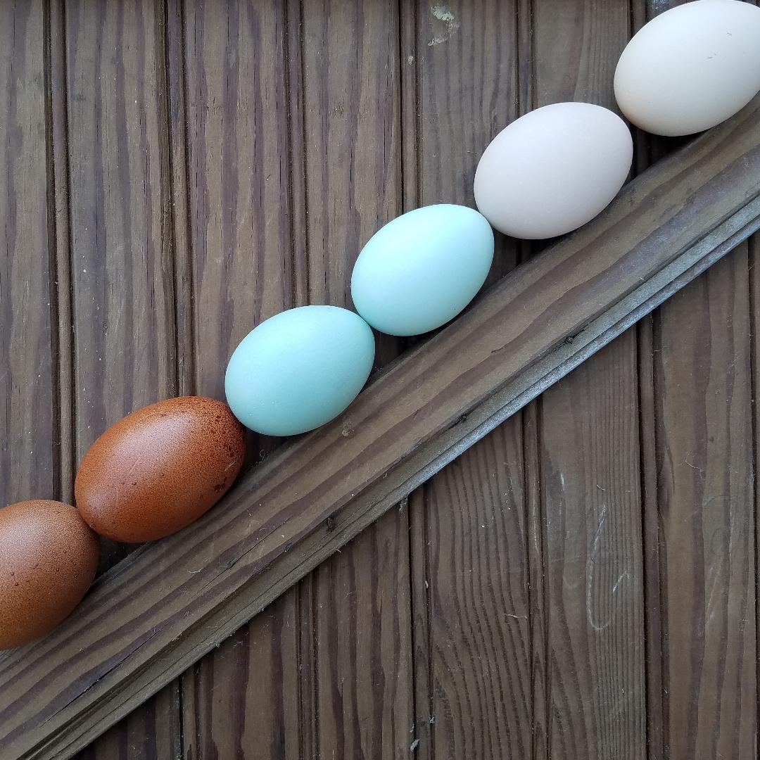 Ameraucana Chicks Blue Egg Layer - Image 6
