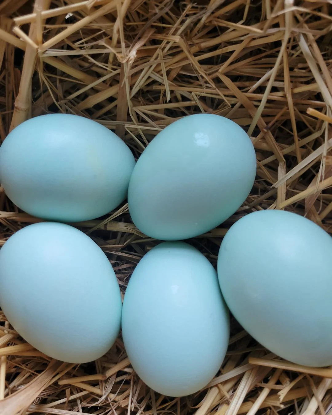 Ameraucana Chicks Blue Egg Layer - Image 8