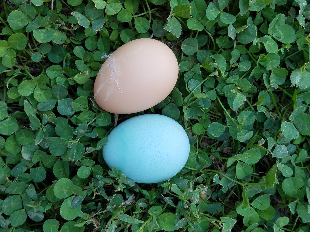 Ameraucana Fertile Hatching Eggs Blue Egg Layer - Image 6