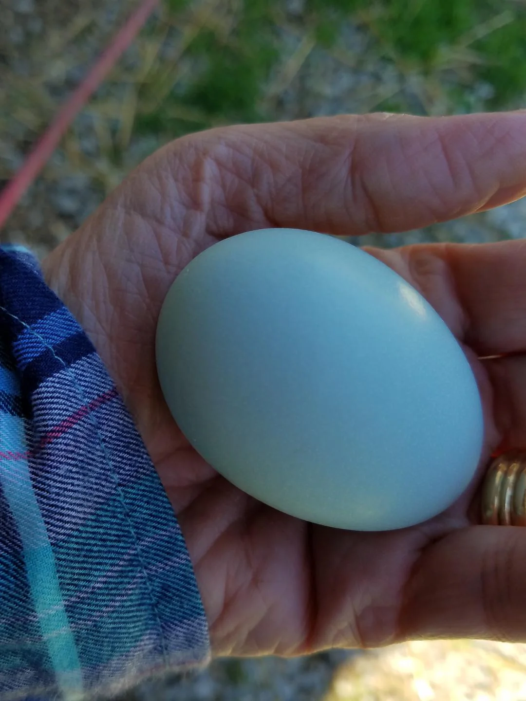 Ameraucana Fertile Hatching Eggs Blue Egg Layer - Image 9