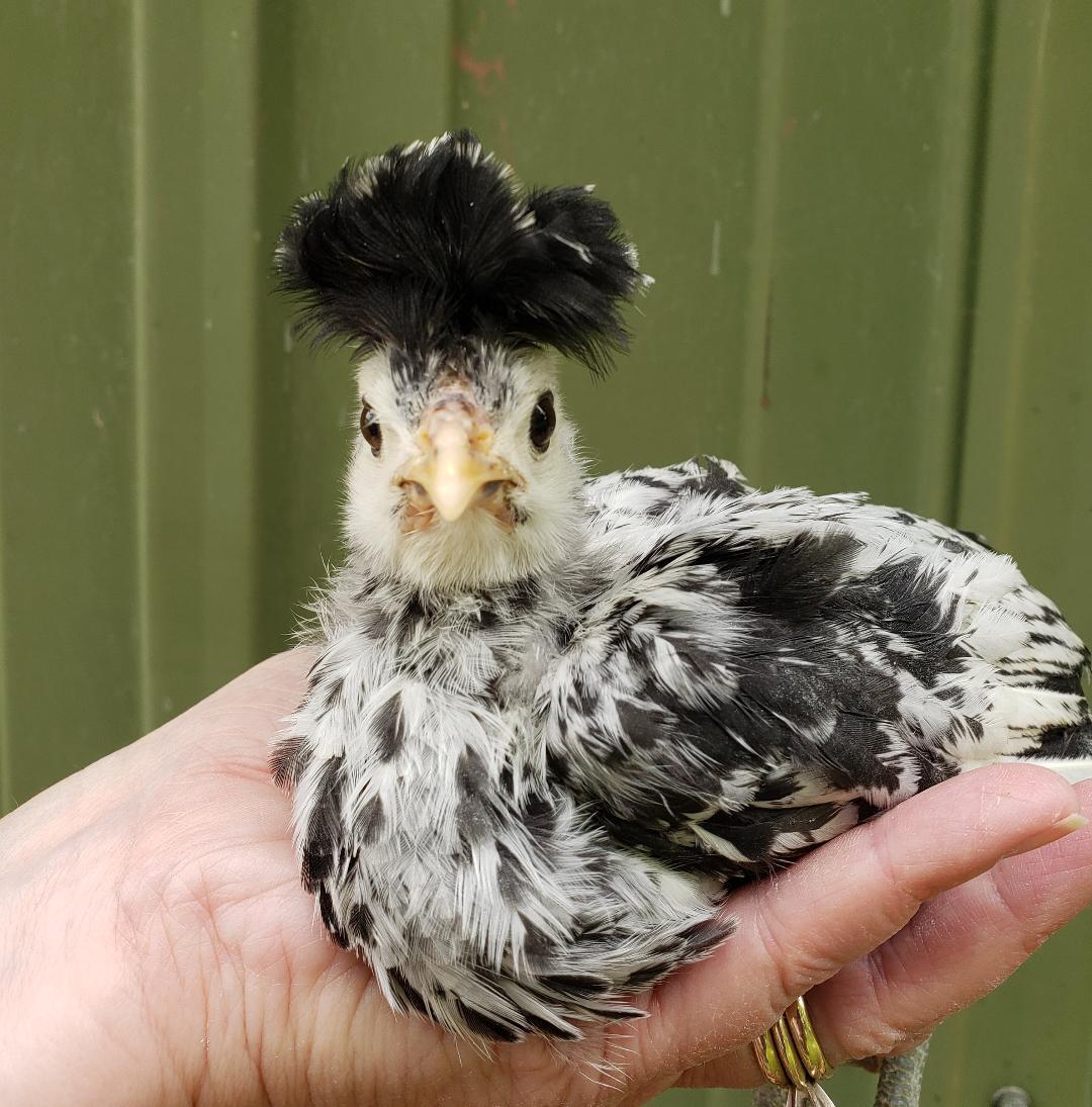Appenzeller Silver Spitzhauben Fertile Hatching Eggs - Image 4