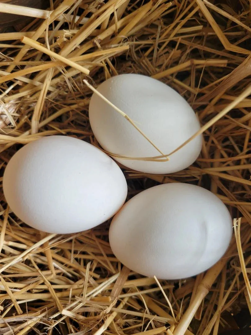 Appenzeller Silver Spitzhauben Started Young Pullet Hen - Image 6