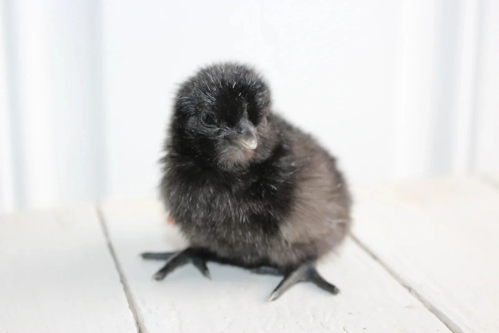 Ayam Cemani Started Young Pullet Hens - Image 3