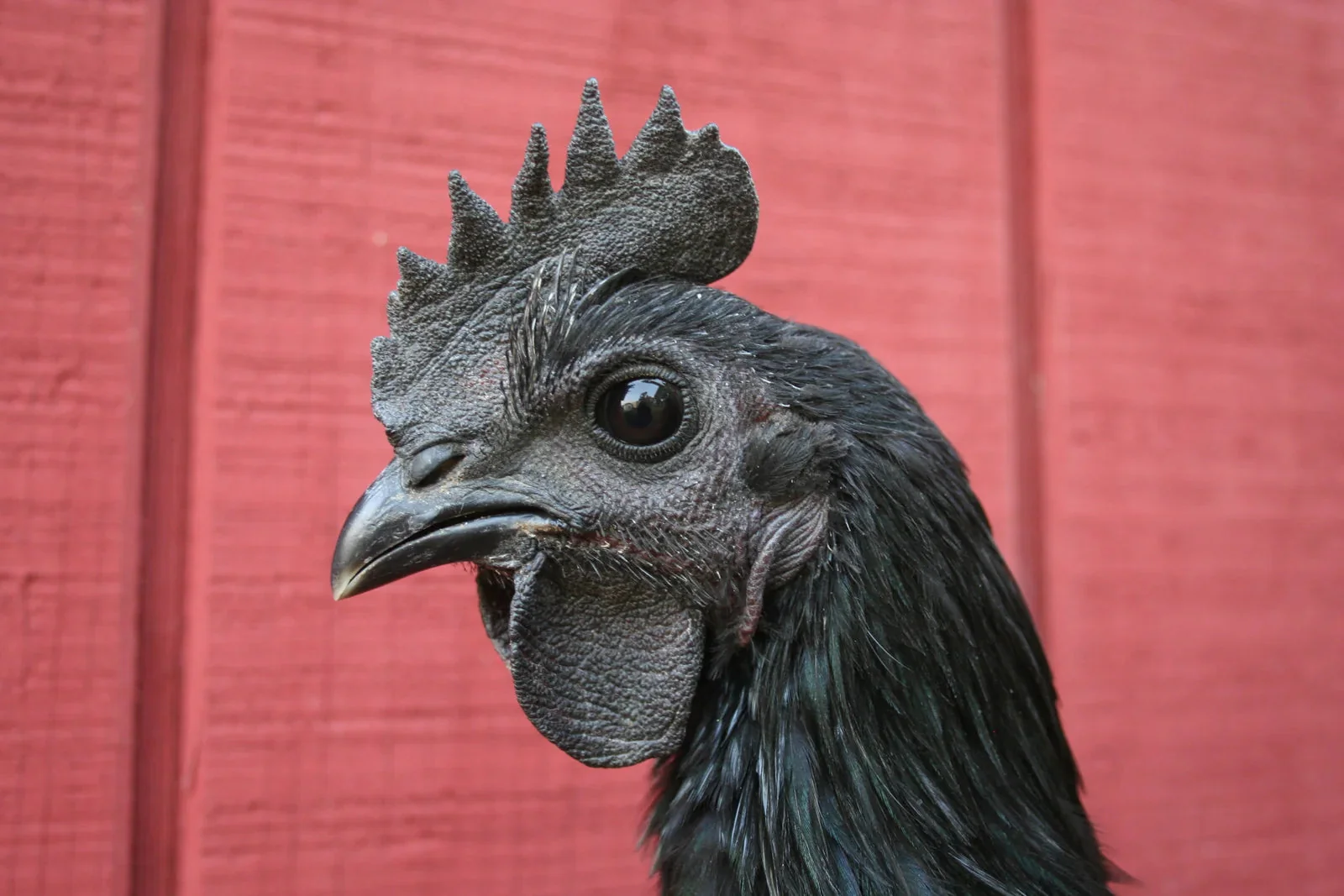 Ayam Cemani Started Young Pullet Hens - Image 4