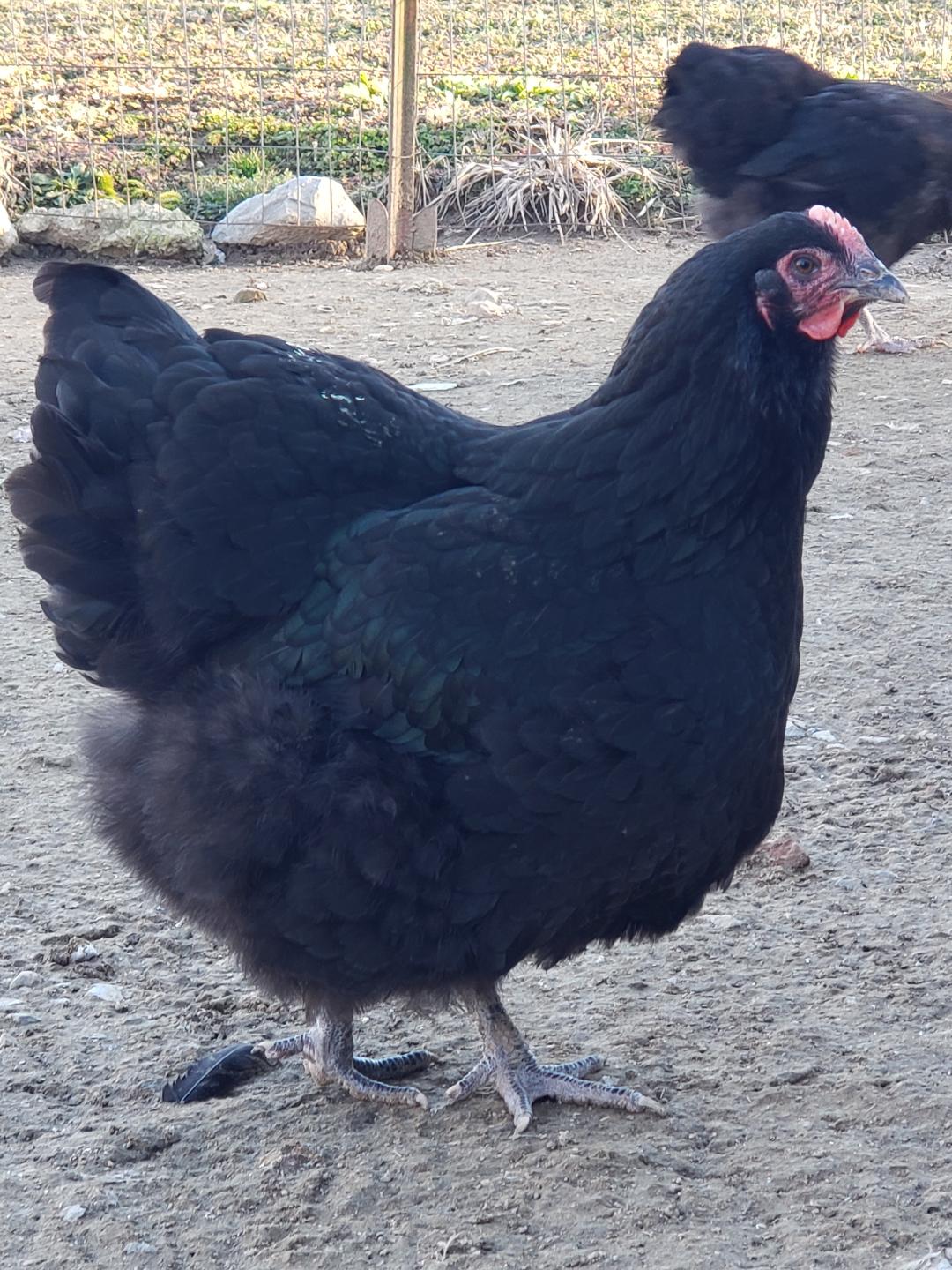 Black Orpington Started Young Pullet Hens - Image 3