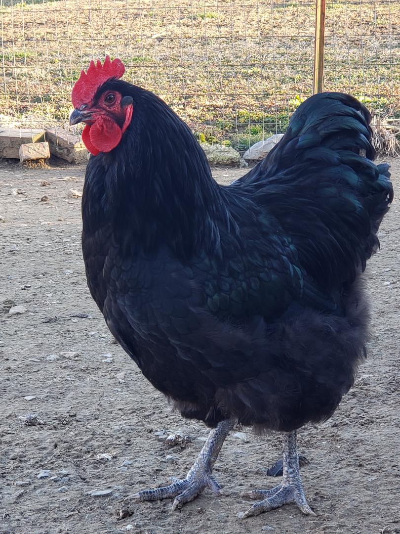 Black Orpington Started Young Pullet Hens - Image 4