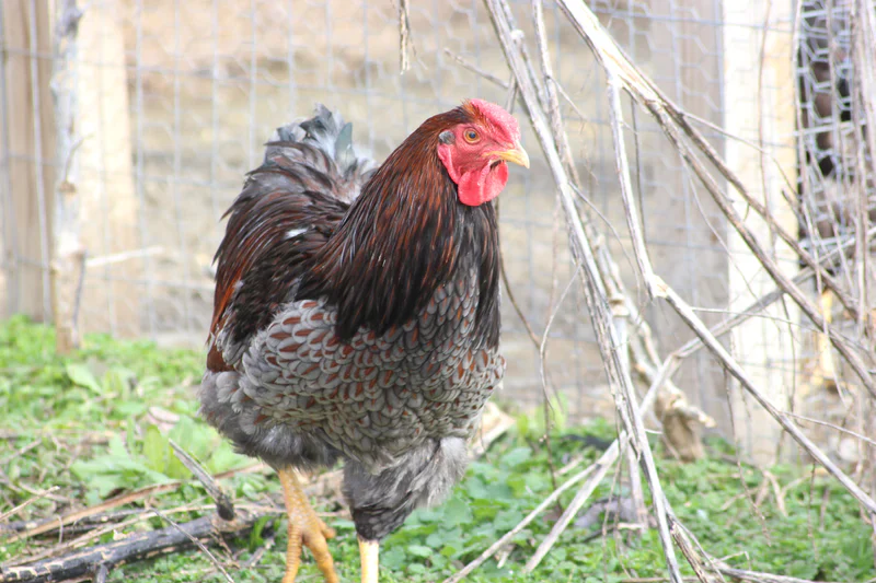 Blue Laced Red Wyandotte Fertile Hatching Eggs - Image 8