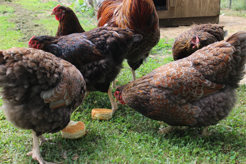 Blue Laced Red Wyandotte Fertile Hatching Eggs - Image 9
