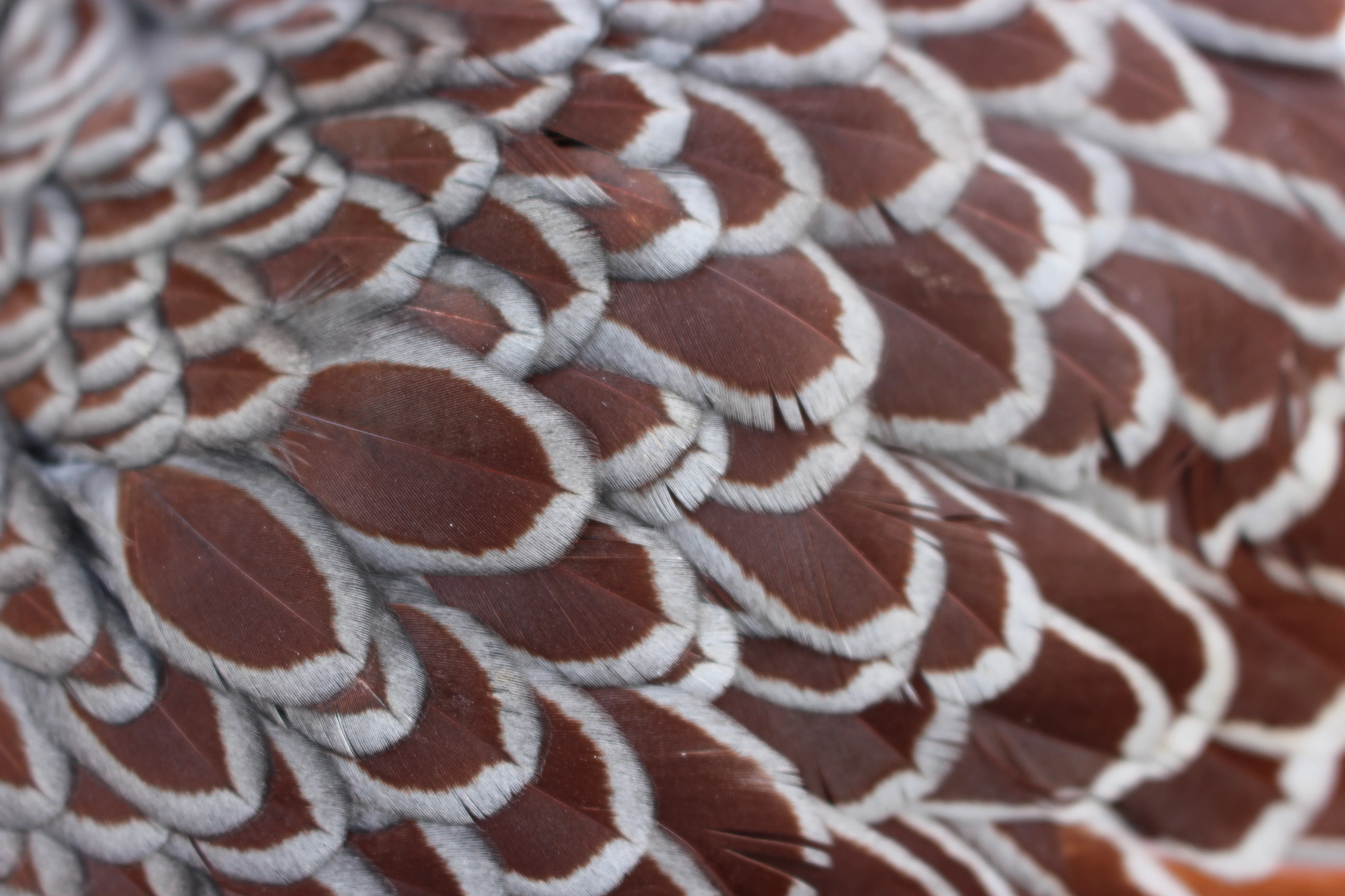 Blue Laced Red Wyandotte Started Young Pullet Hens - Image 10