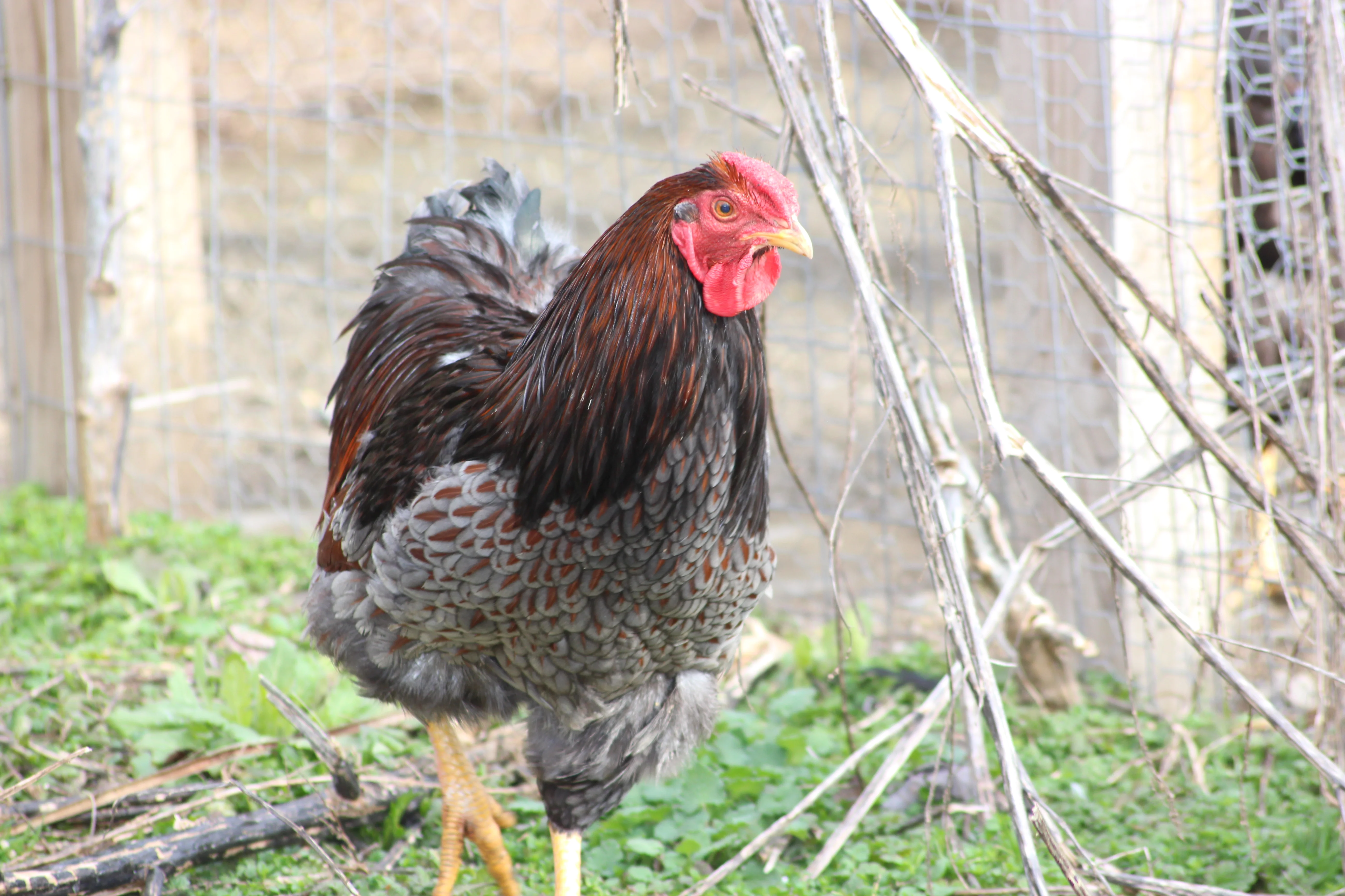 Blue Laced Red Wyandotte Started Young Pullet Hens - Image 11