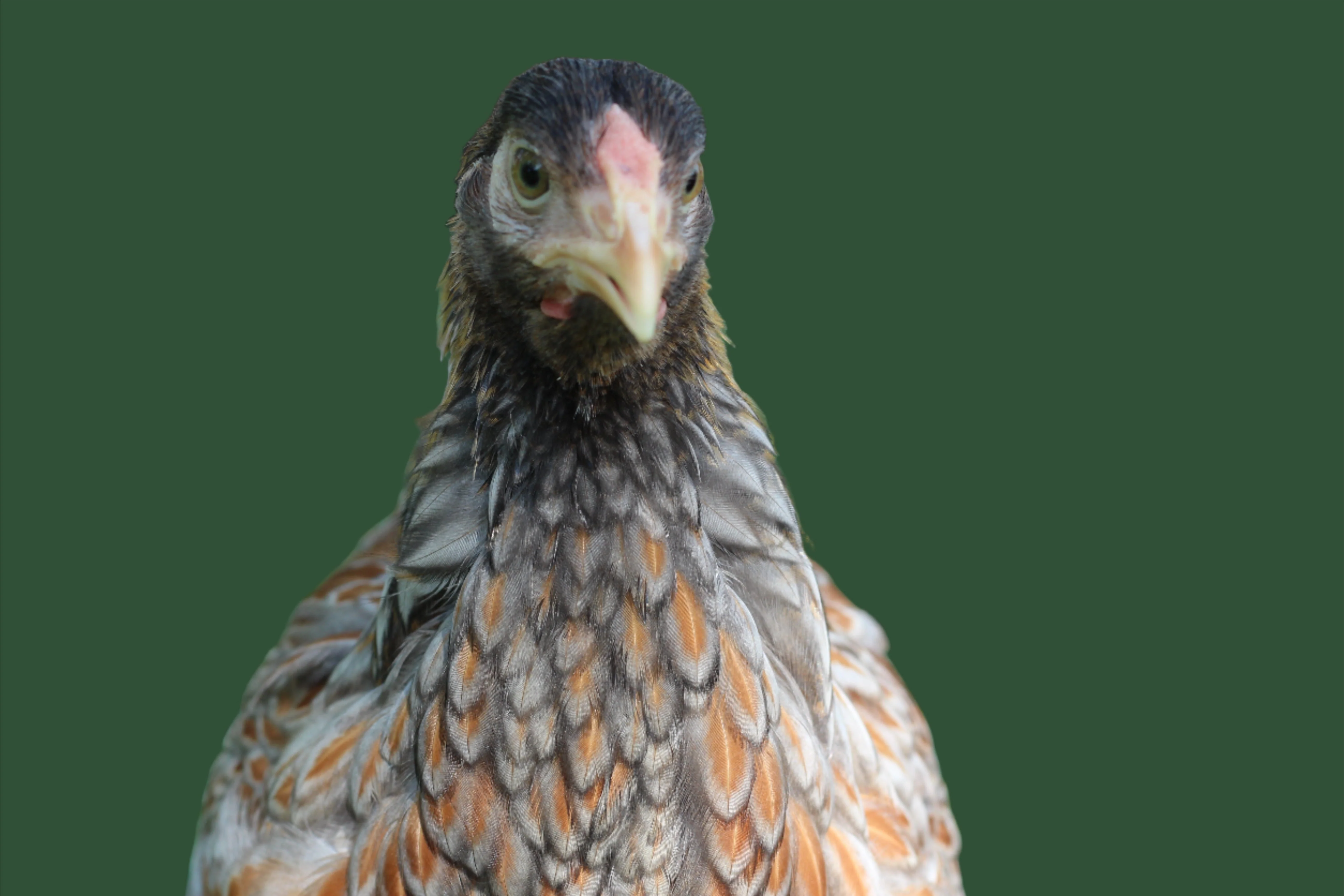 Older Pullet Hens 7 to 8 Weeks Old