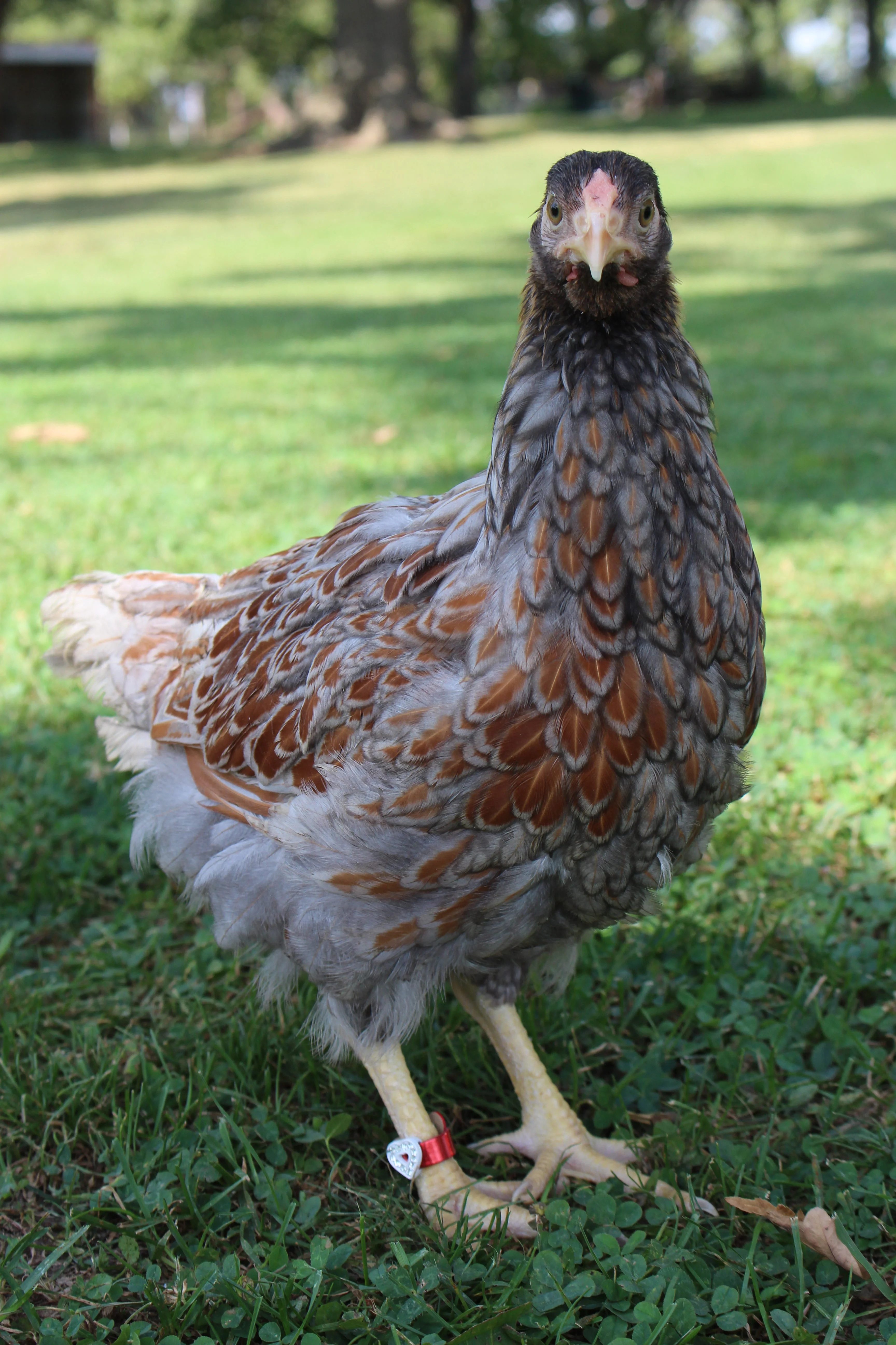 Blue Laced Red Wyandotte Started Young Pullet Hens 7 to 8 Weeks Old Ready Now - Image 3