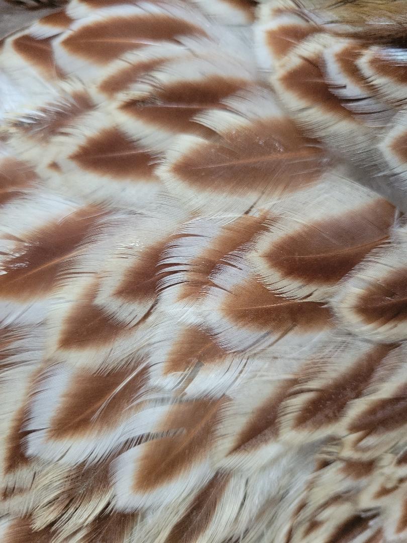 Blue Laced Red Wyandotte Started Young Pullet Hens 7 to 8 Weeks Old Ready Now - Image 7