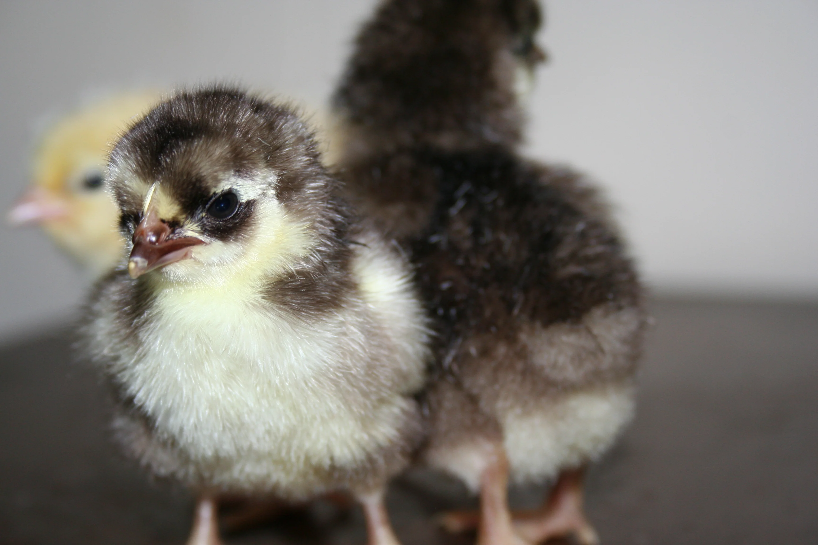 Chocolate Orpington Bantam Started Young Pullet Hens - Image 7