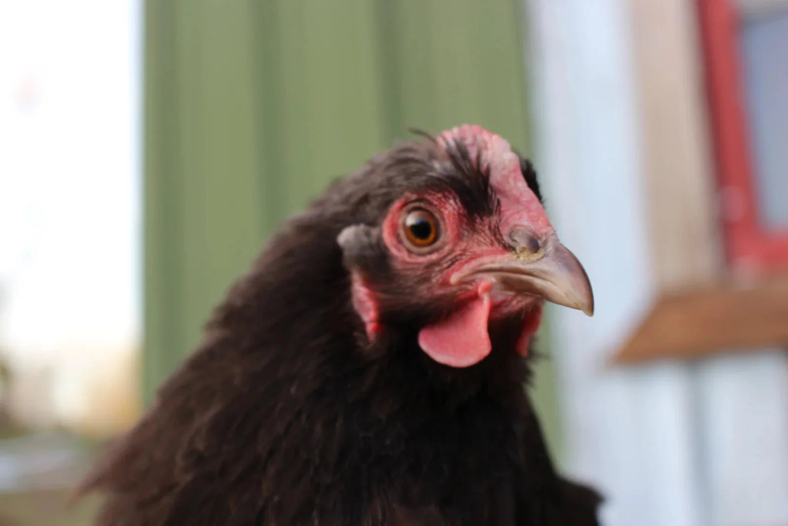 Chocolate Orpington Bantam Fertile Hatching Eggs - Image 3