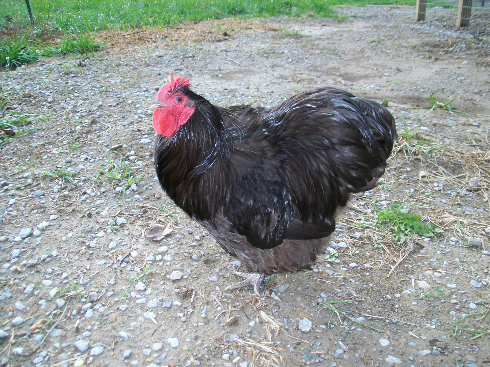 Chocolate Orpington Bantam Fertile Hatching Eggs - Image 4