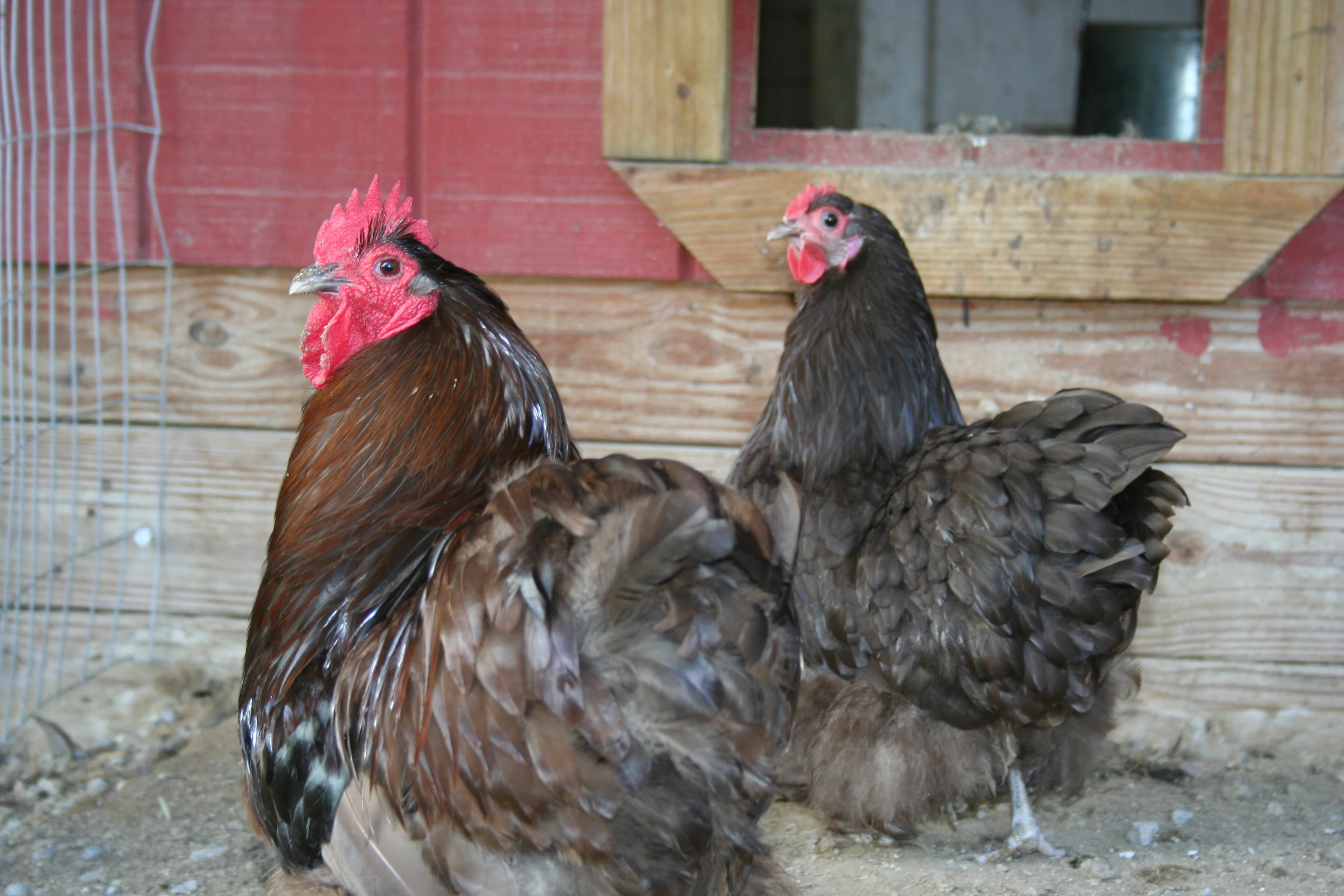 Chocolate Orpington Bantam Fertile Hatching Eggs - Image 6