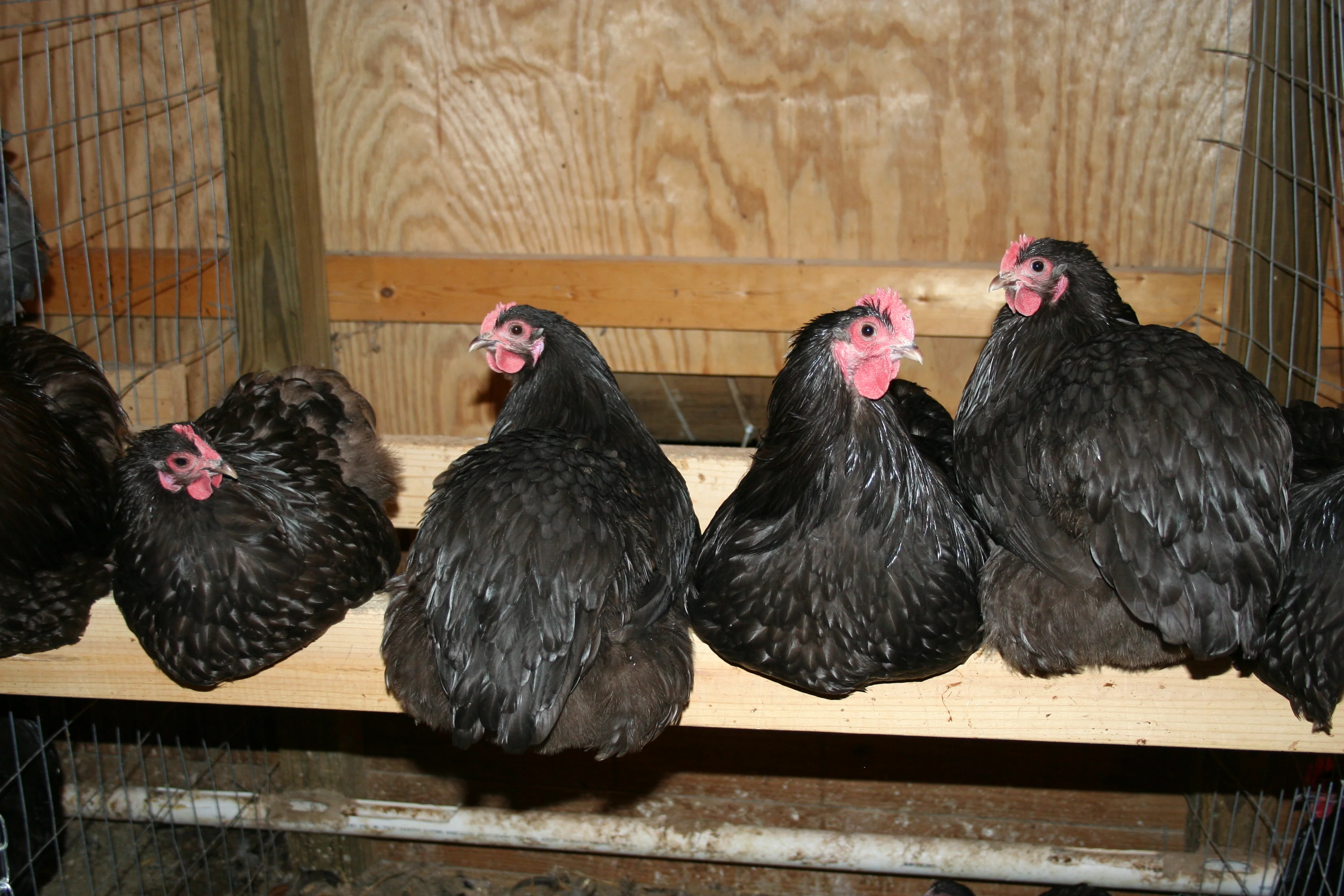 Chocolate Orpington Bantam Fertile Hatching Eggs - Image 7