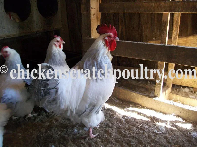 Coronation Sussex Fertile Hatching Eggs - Image 4