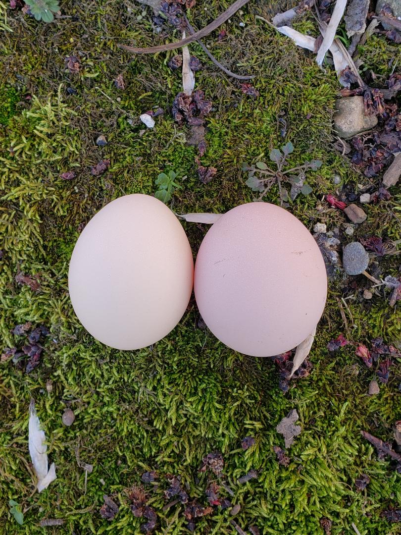 Coronation Sussex Fertile Hatching Eggs - Image 5