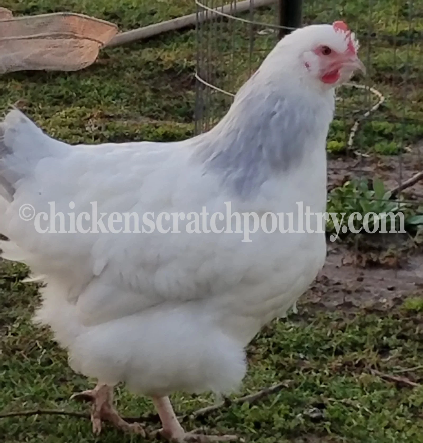 Coronation Sussex Fertile Hatching Eggs - Image 6