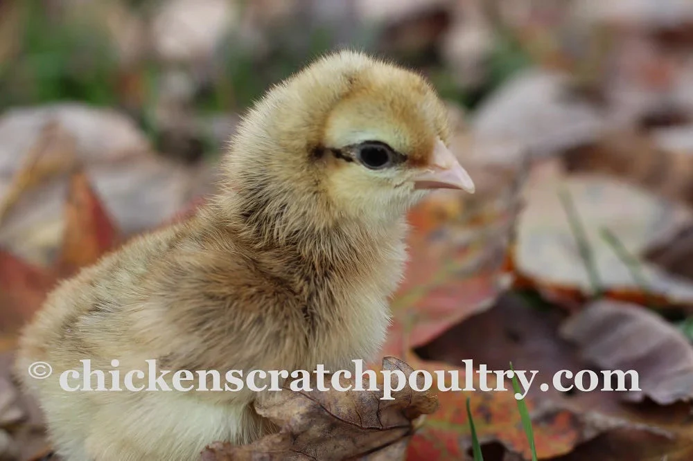 Crested Cream Legbar Started Young Pullet Hens - Image 3