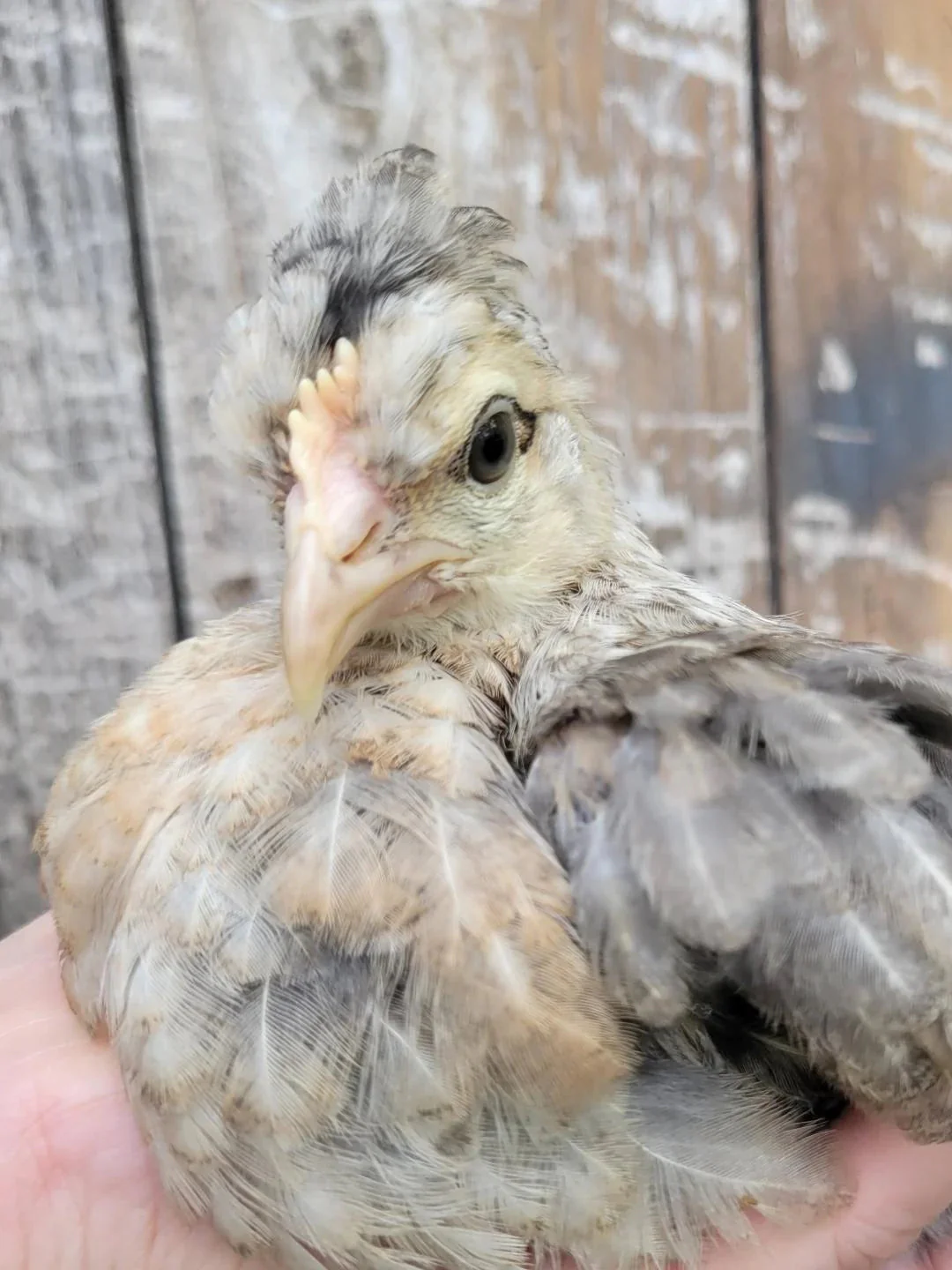 Crested Cream Legbar Started Young Pullet Hens - Image 4