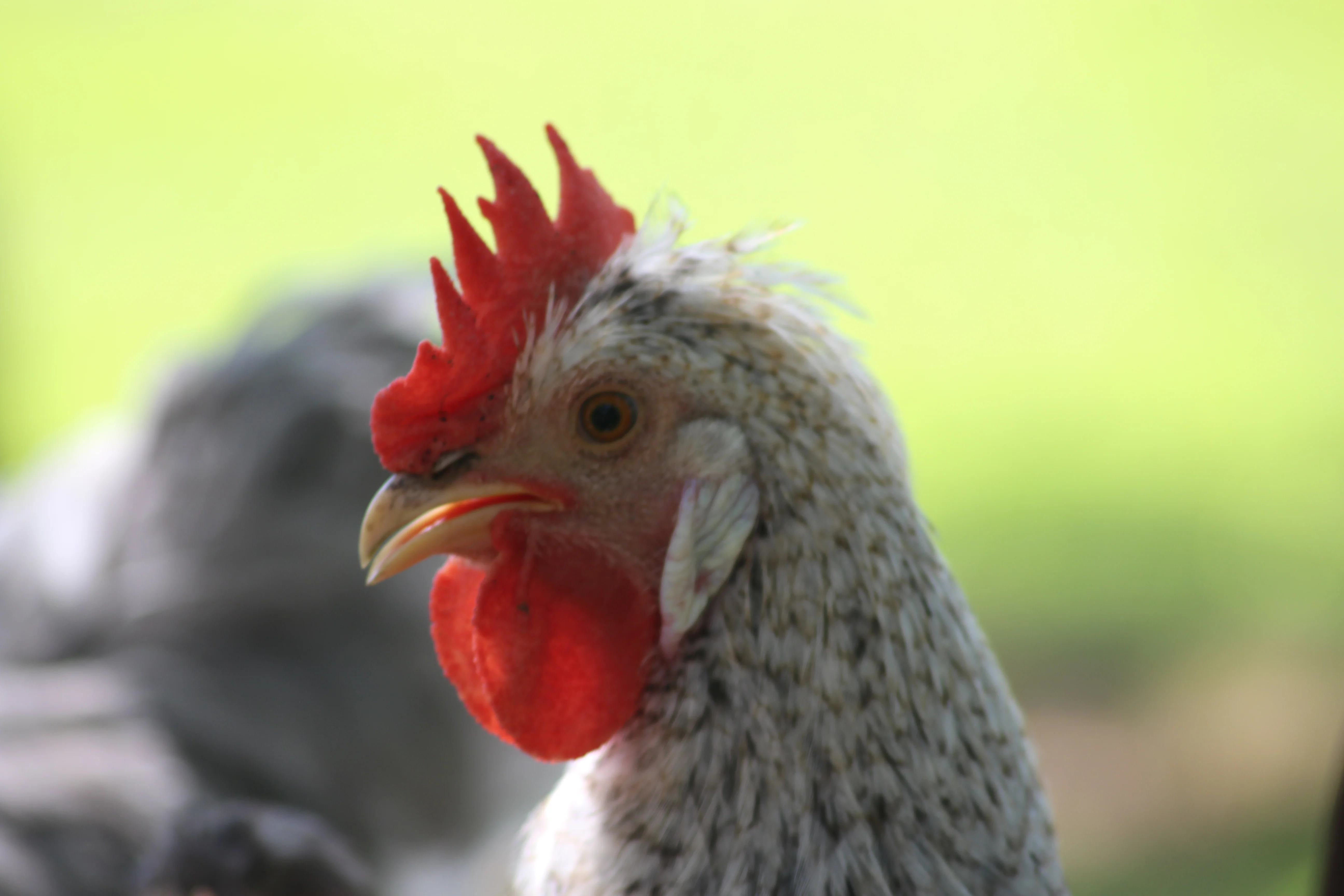 Crested Cream Legbar Started Young Pullet Hens - Image 5