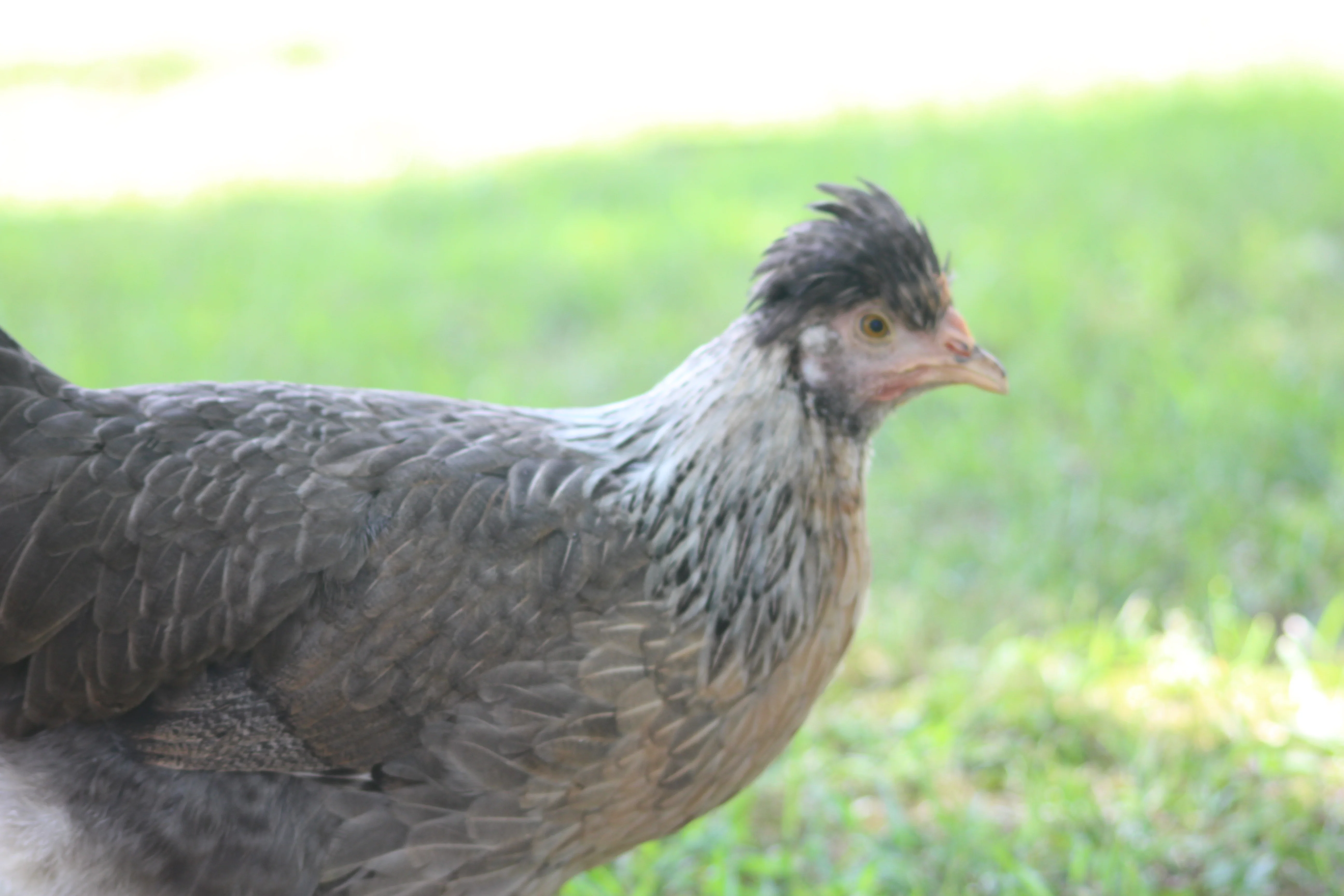 Crested Cream Legbar Started Young Pullet Hens - Image 6