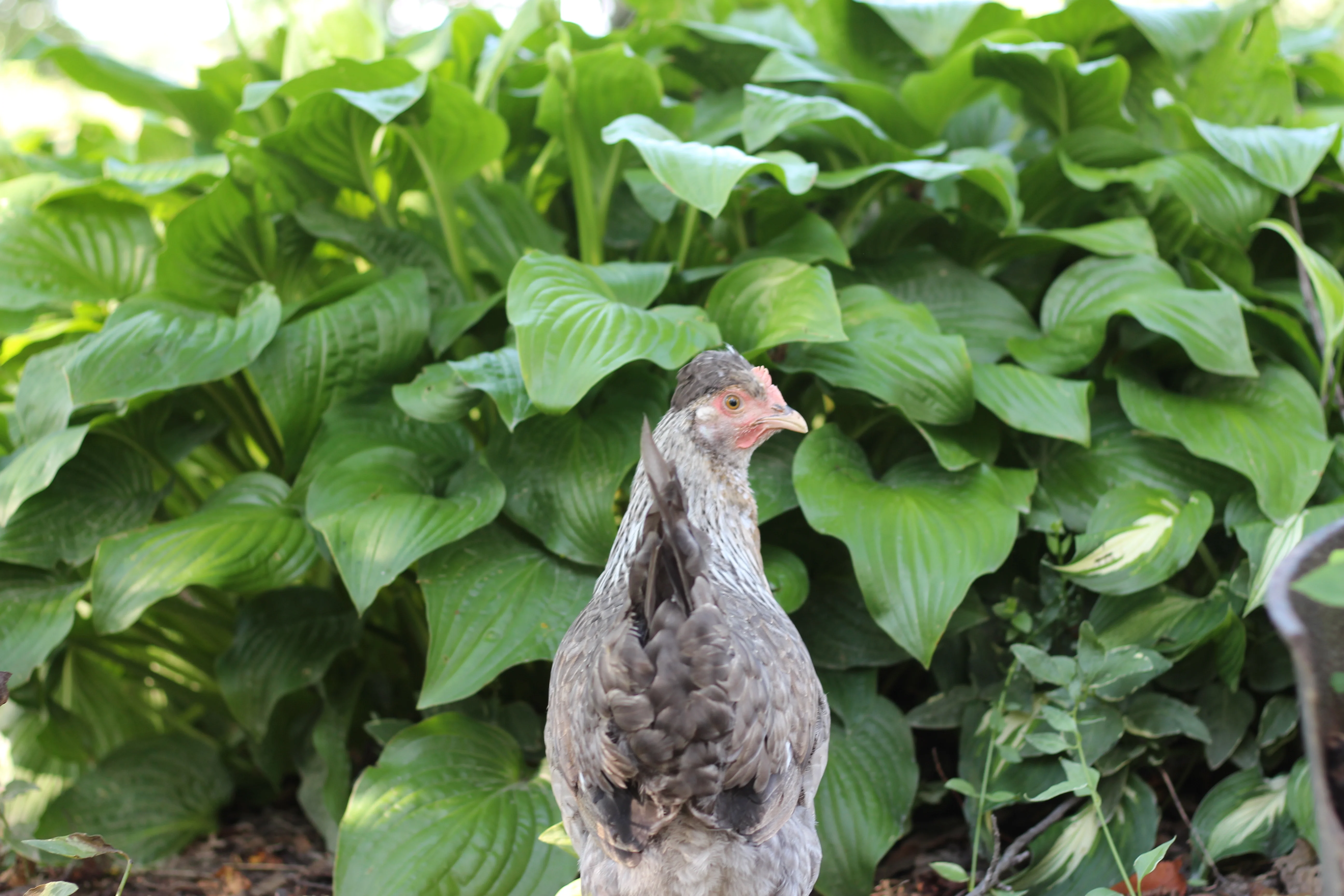 Crested Cream Legbar Started Young Pullet Hens - Image 7