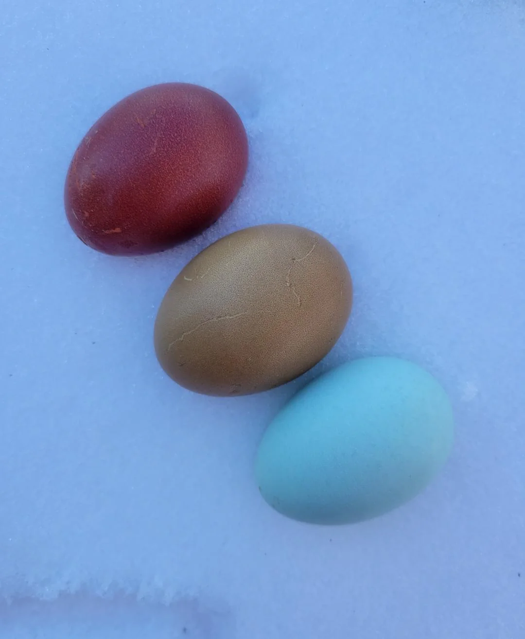 Crested Cream Legbar Started Young Pullet Hens - Image 8